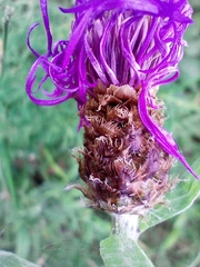 Centaurea fleischeri