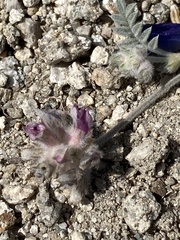 Astragalus austiniae