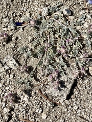 Astragalus austiniae