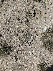 Astragalus austiniae