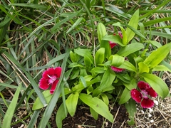 Dianthus chinensis × barbatus