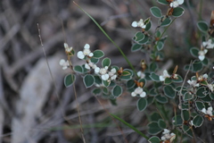 Spyridium thymifolium
