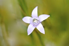 Gentianella amarella acuta