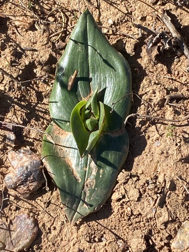 Colchicum eucomoides