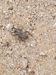 Cryptoglossa variolosa