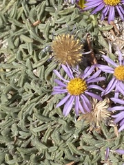 Erigeron clokeyi