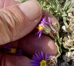 Erigeron clokeyi