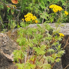 Tanacetum vulgare