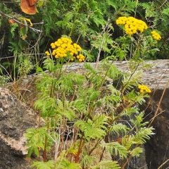 Tanacetum vulgare
