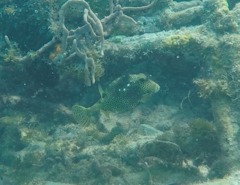 Lactophrys bicaudalis