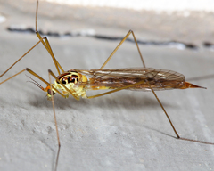 Nephrotoma virescens