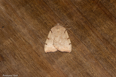 Sestra humeraria