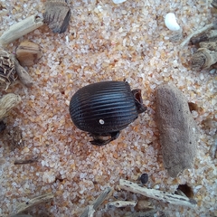 Acanthoscelis ruficornis