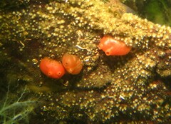 Cnemidocarpa finmarkiensis