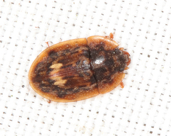 Lobiopa undulata