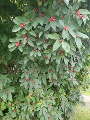Magnoliopsida