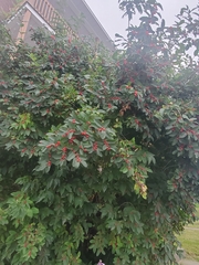 Magnoliopsida