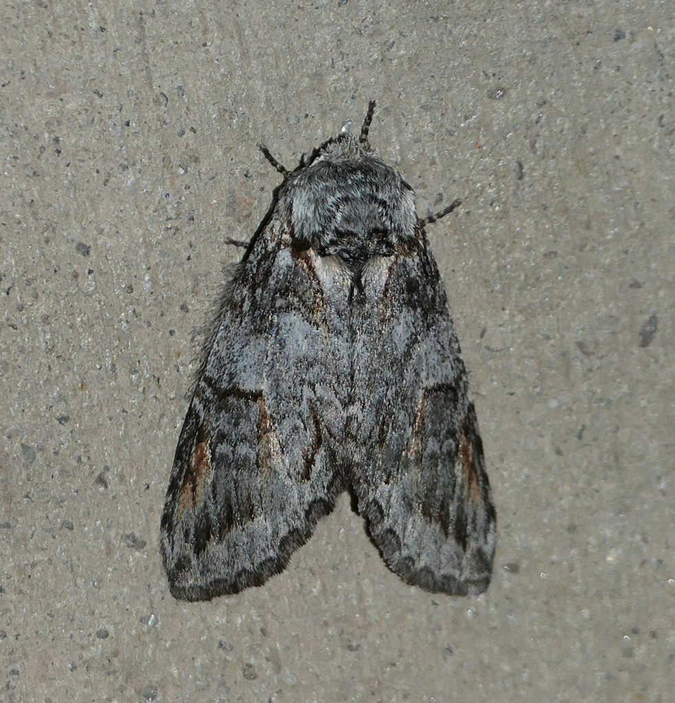 Macrurocampa dorothea