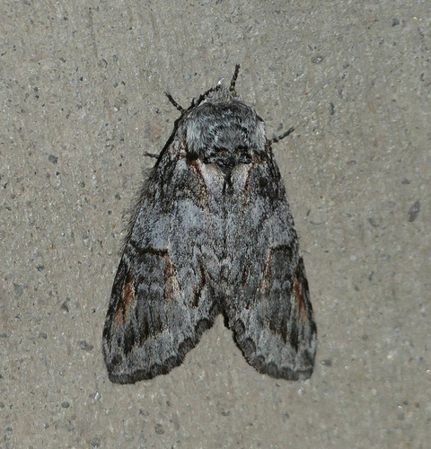 Macrurocampa dorothea