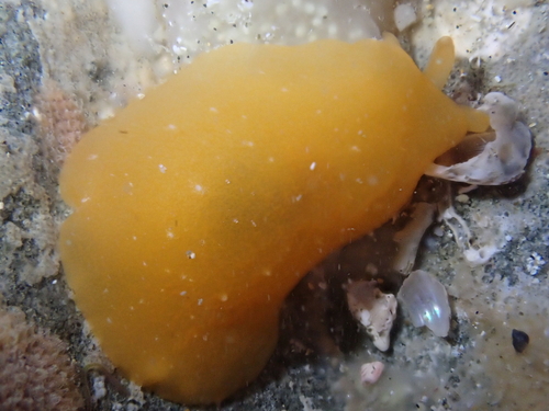 Photo of Yellow-citron berthellina (Berthellina citrina)