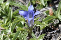 Gentiana newberryi newberryi