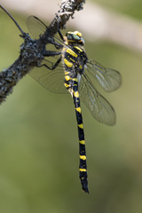 Cordulegaster picta