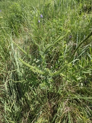 Lithospermum parviflorum