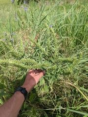 Lithospermum parviflorum