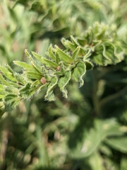 Lithospermum parviflorum