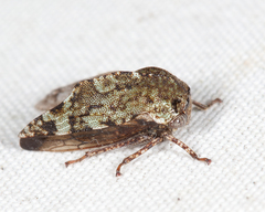 Telamona westcotti