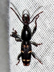 Orfilaia vulsellata