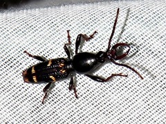 Orfilaia vulsellata