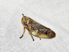 Ptyelus grossus