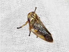 Ptyelus grossus