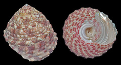 Trochus ochroleucus