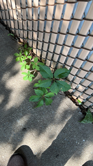 Parthenocissus quinquefolia