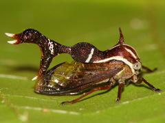 Heteronotus trinodosus