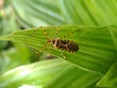 Armillatus