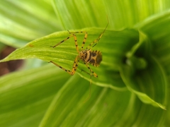 Armillatus