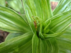 Armillatus