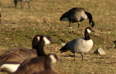 Branta hutchinsii hutchinsii