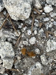 Sphaeropthalma edwardsii