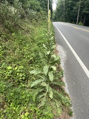 Verbascum thapsus thapsus