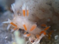 Coryphellina albomarginata