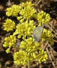 Euphilotes ancilla