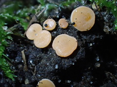 Pulvinula laeterubra