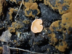 Pulvinula laeterubra