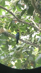 Trogon mesurus