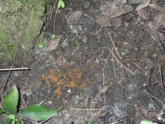 Pulvinula laeterubra