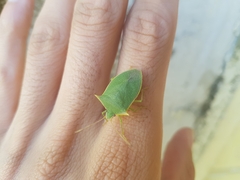 Loxa viridis